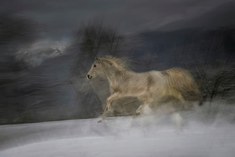 Running Winter Horse by Milan Malovrh — canvas wall art