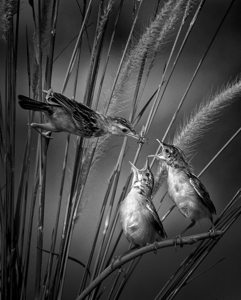 Wild Birds Feeding Chicks by Angela Muliani Hartojo — canvas wall art