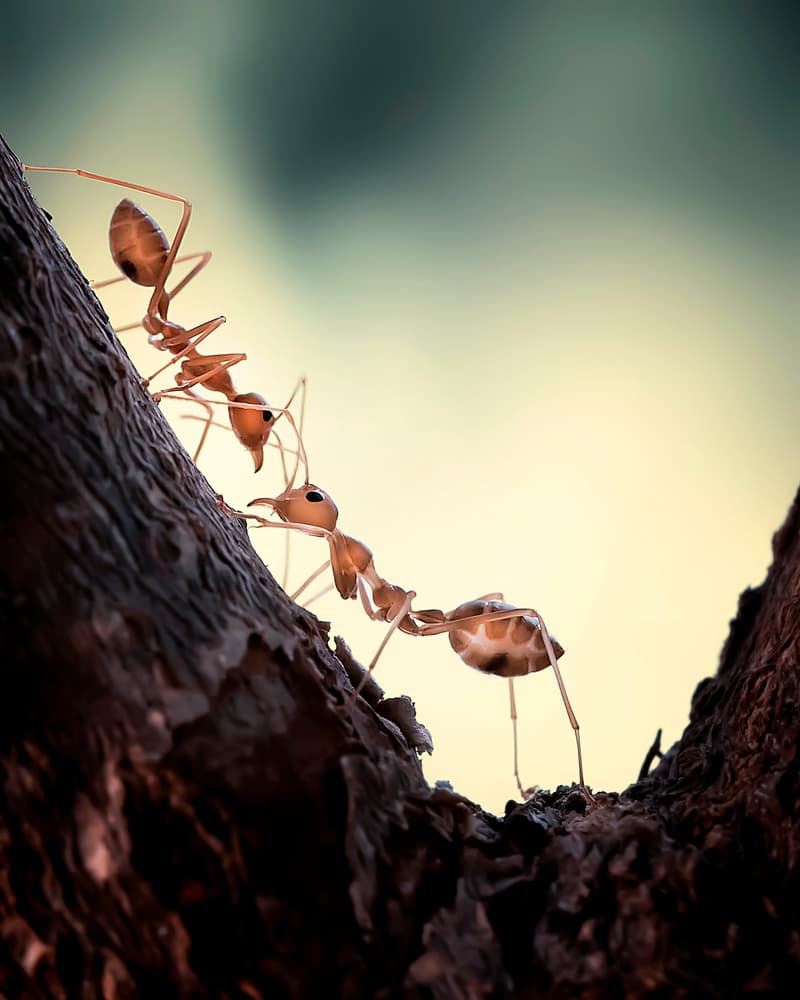Ants Ascending Branch by Fauzan Maududdin — canvas wall art