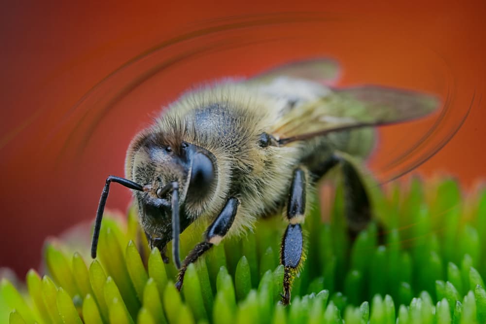 Honey Bee Close Up by Lydia Jacobs — canvas wall art