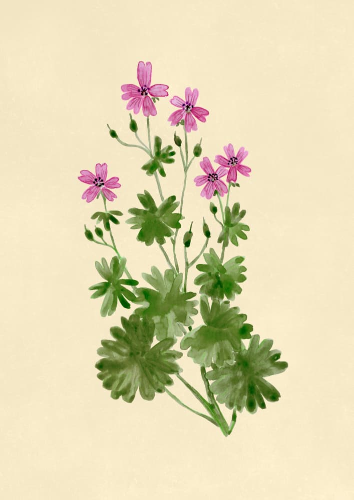 Delicate Pink Botany by Rosana Laiz Blursbyai — canvas wall art