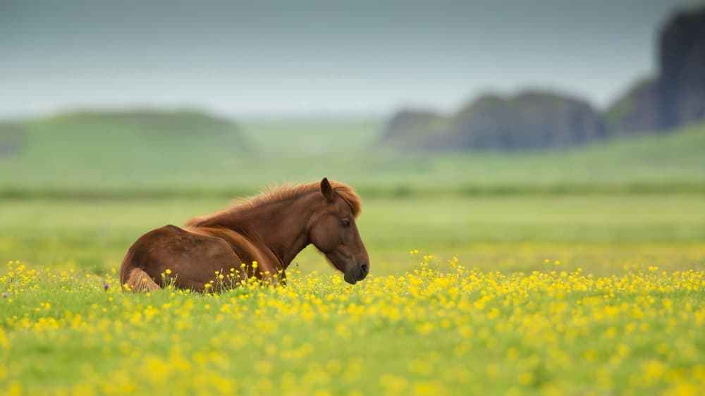 Horse Resting in Flowers by Milan Zygmunt — canvas wall art