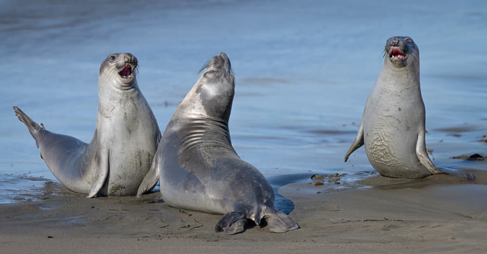 Happy Seals Laughing by Jeffrey C. Sink — canvas wall art