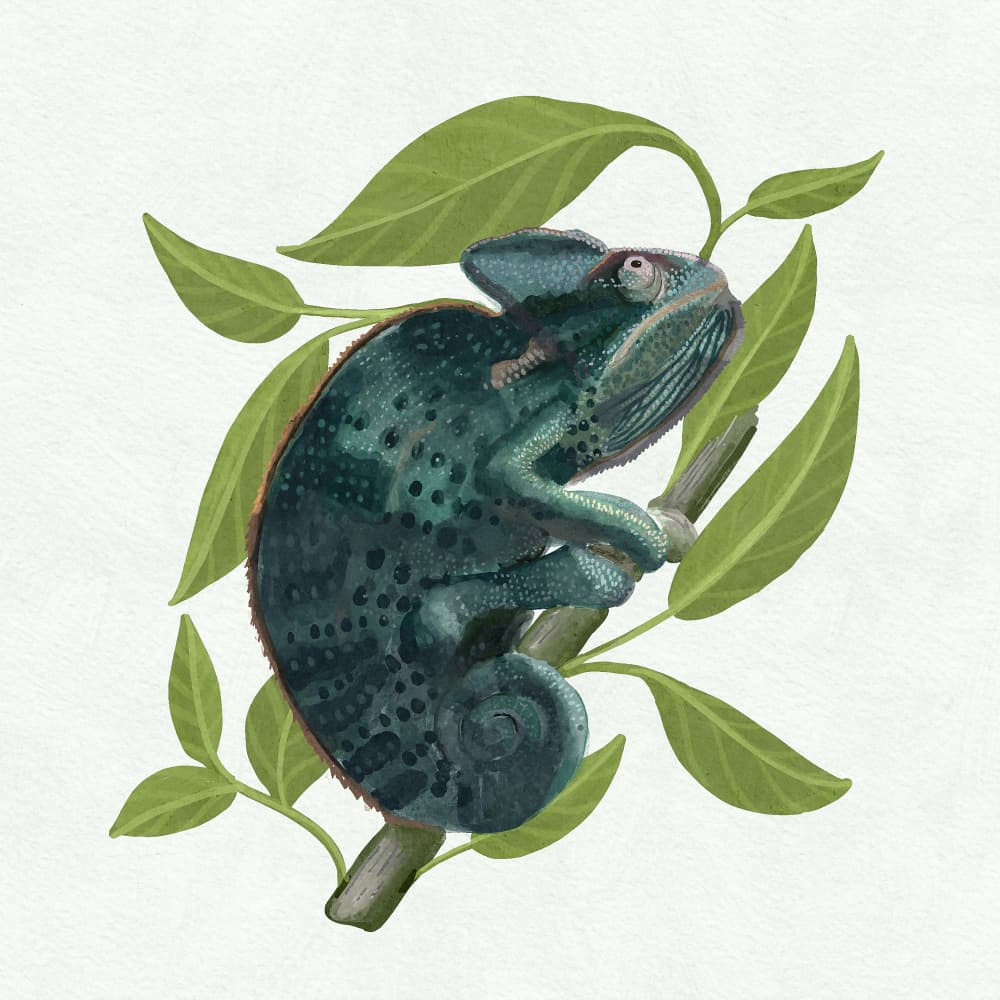 Chameleon by Katie O'Shea — canvas wall art
