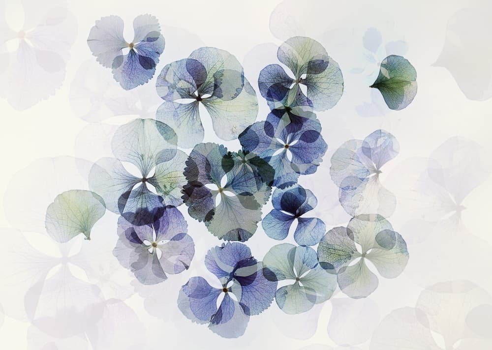Soft Blue Hydrangeas by Ellen van Deelen — canvas wall art