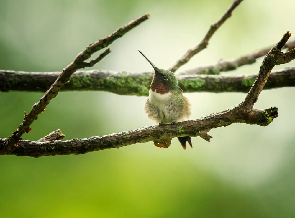 Ruby-Throated Hummingbird Perched by Yu Cheng — canvas wall art
