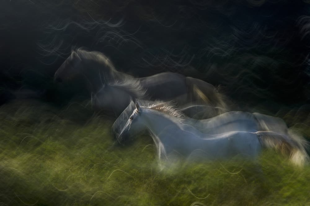 Ethereal Running Horses by Milan Malovrh — canvas wall art