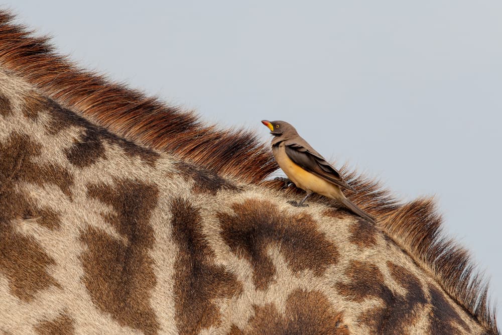 Bird on Giraffe by Alessandro Catta — canvas wall art