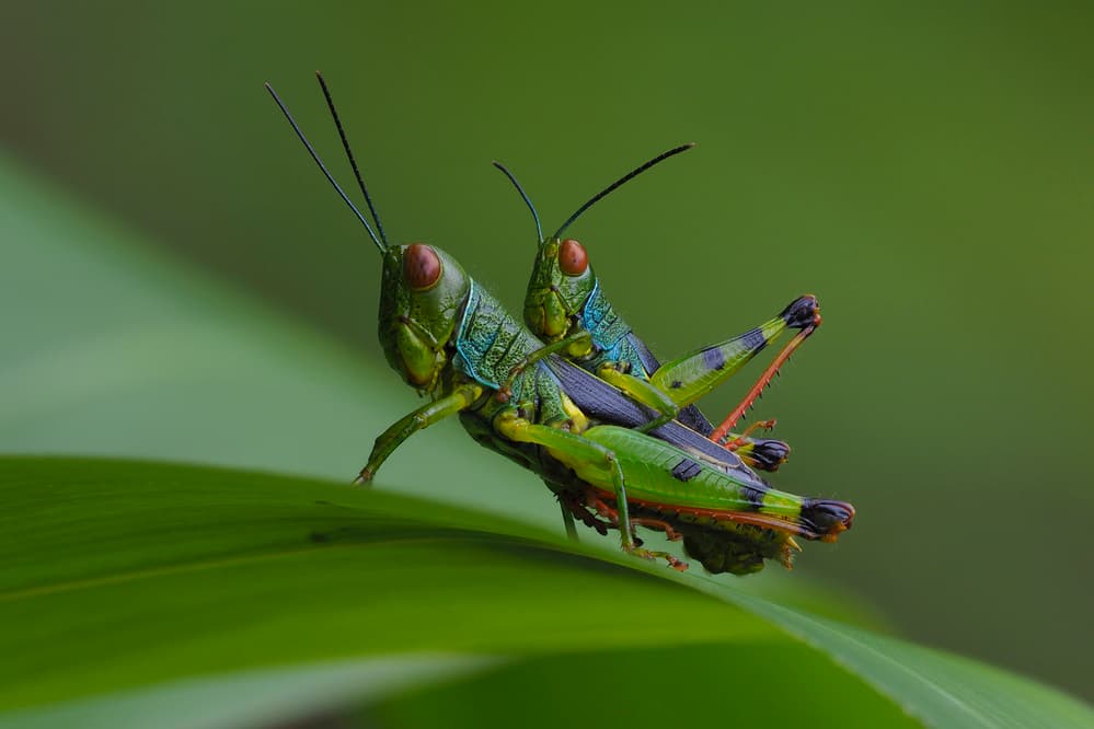 Mating Grasshoppers on Leaf by Phat Dao Tan — canvas wall art
