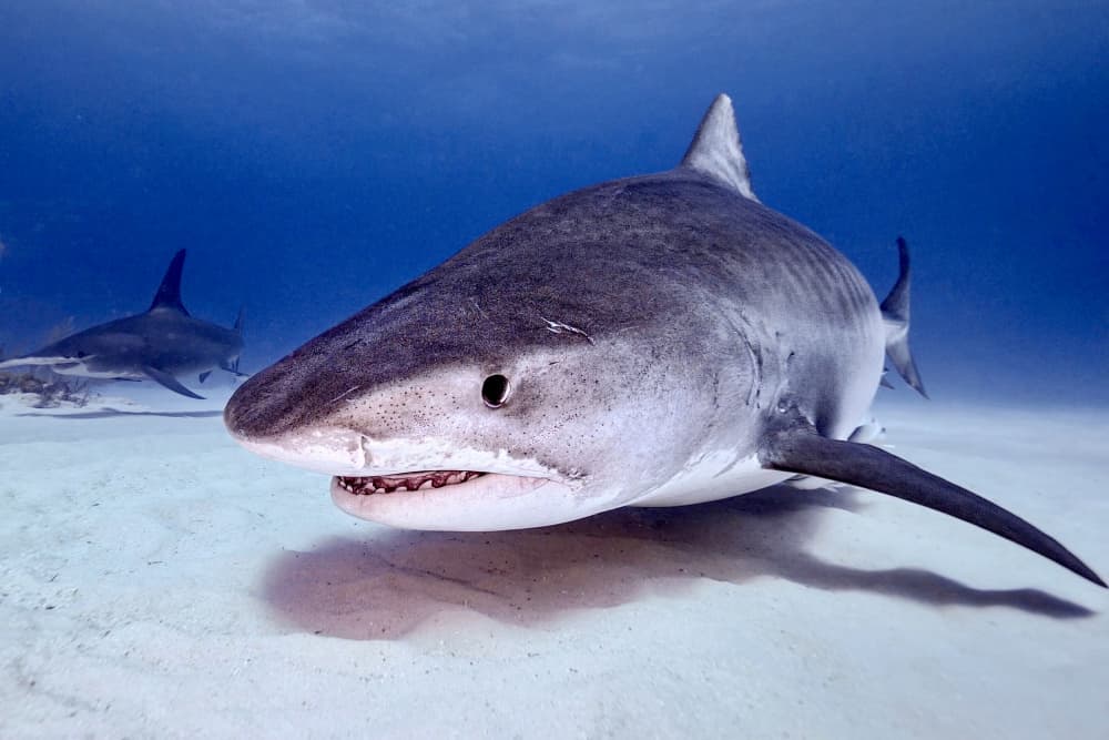Underwater Tiger Sharks by Serge Melesan — canvas wall art