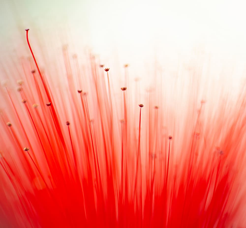 Abstract Red Bloom by Ria Groot Zevert — canvas wall art
