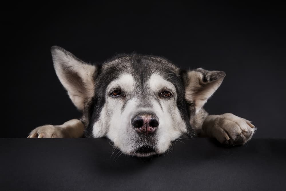 Noble Malamute Peeking by Michael Allmaier — canvas wall art
