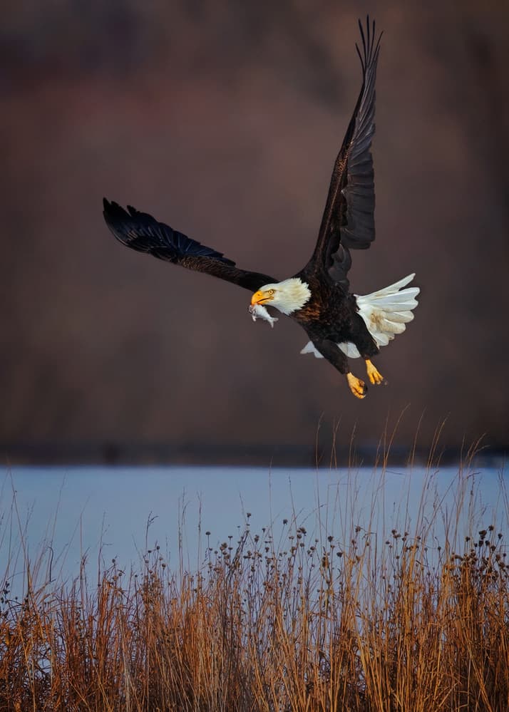 Bald Eagle Fishing Flight by Hanping Xiao — canvas wall art