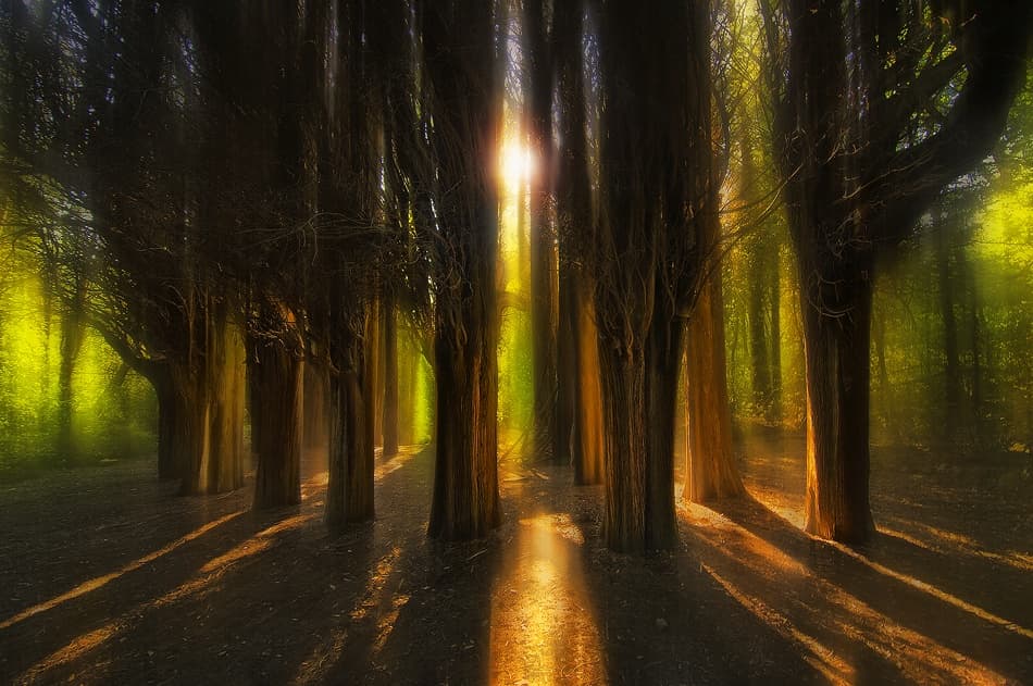Sunlit Forest Path by Chris Kaddas — canvas wall art