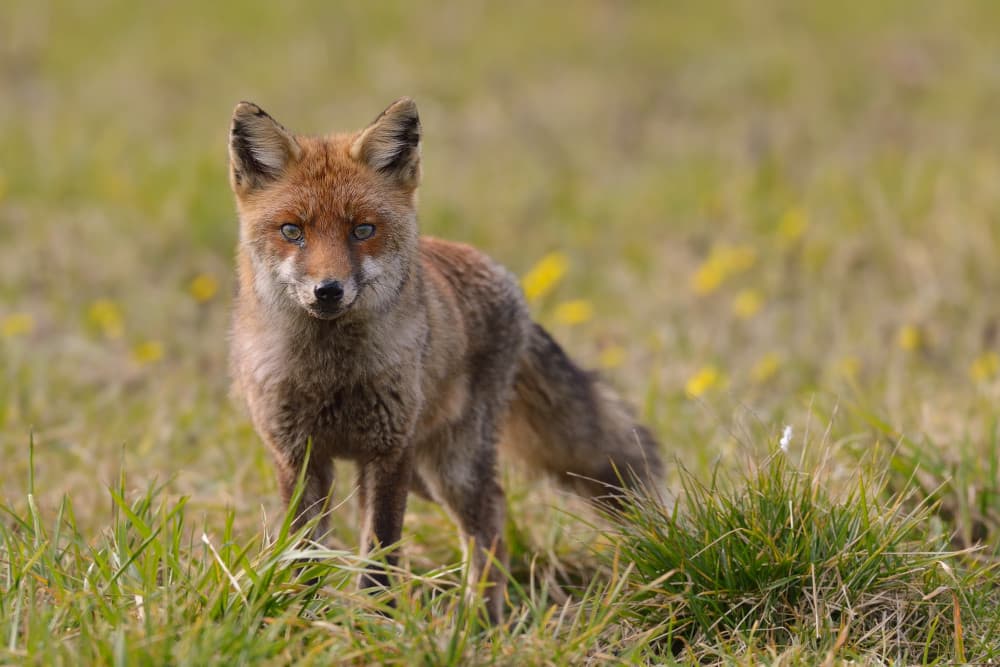 Vigilant Red Fox by Marco Pozzi — canvas wall art