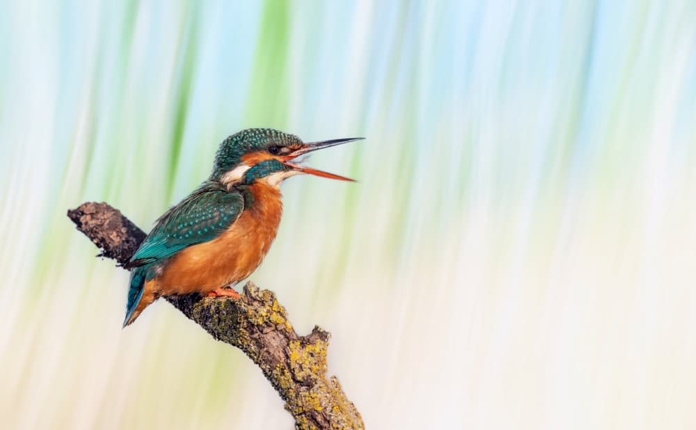 Vibrant Kingfisher Call by אייל בר אור • Eyal Bar Or — canvas wall art