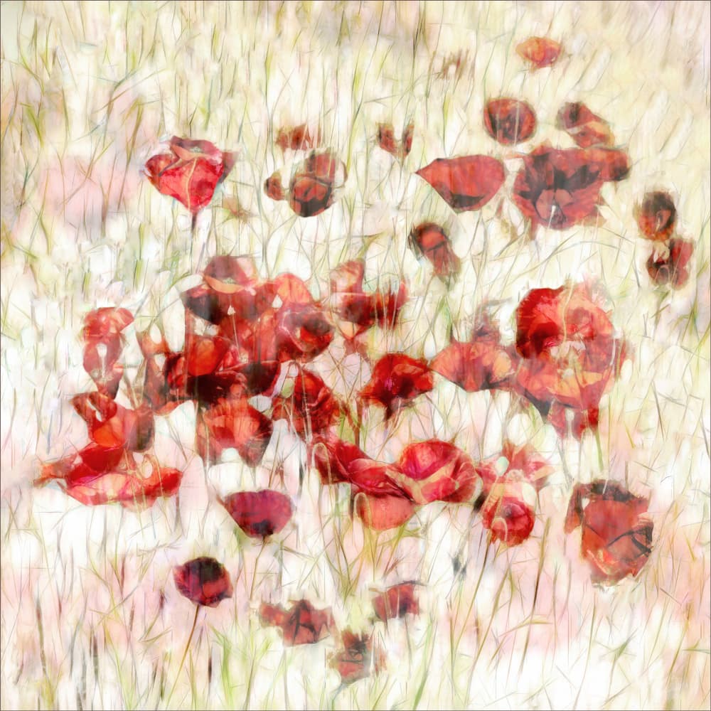 Dreamy Poppy Field by Gilbert Claes — canvas wall art