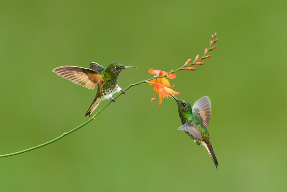 Vibrant Hummingbirds Feeding by Rajat Dhesi — canvas wall art