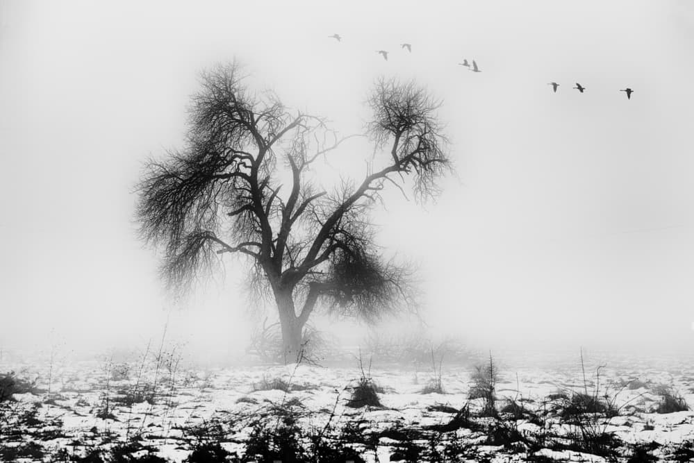 Misty Winter Tree and Birds by Marchevca Bogdan — canvas wall art