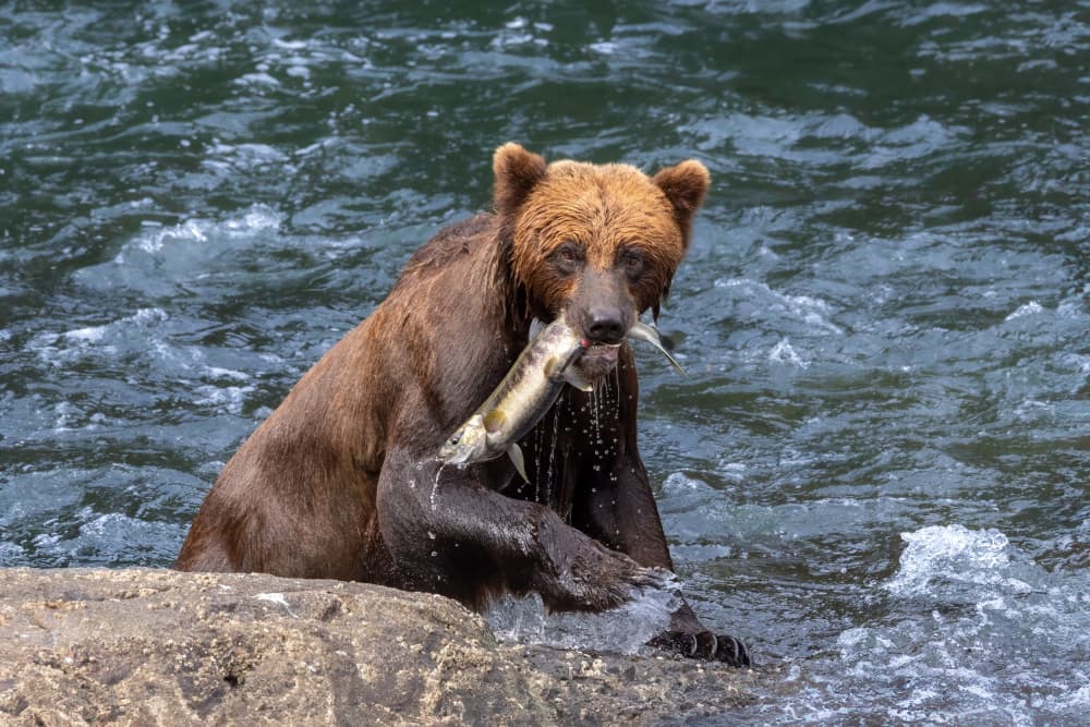 Grizzly Catching Salmon by Mark Strom — canvas wall art