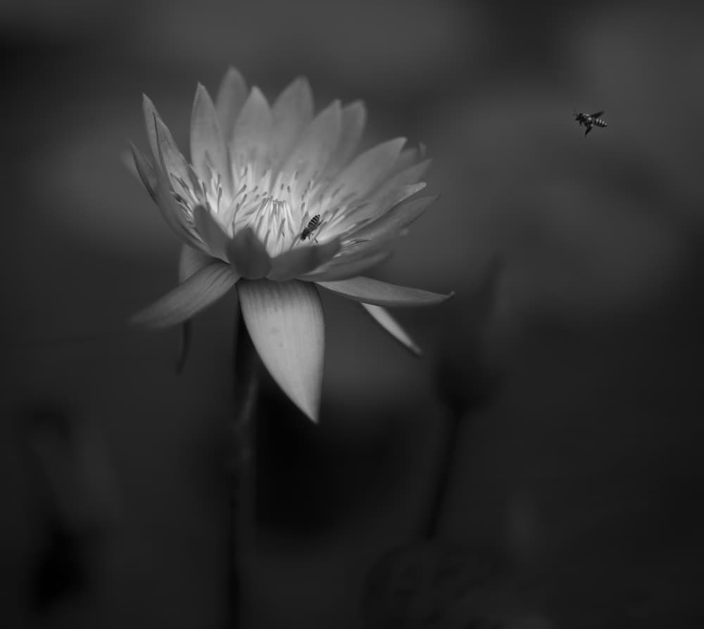 Lotus And Bee by C.S. Tjandra — canvas wall art