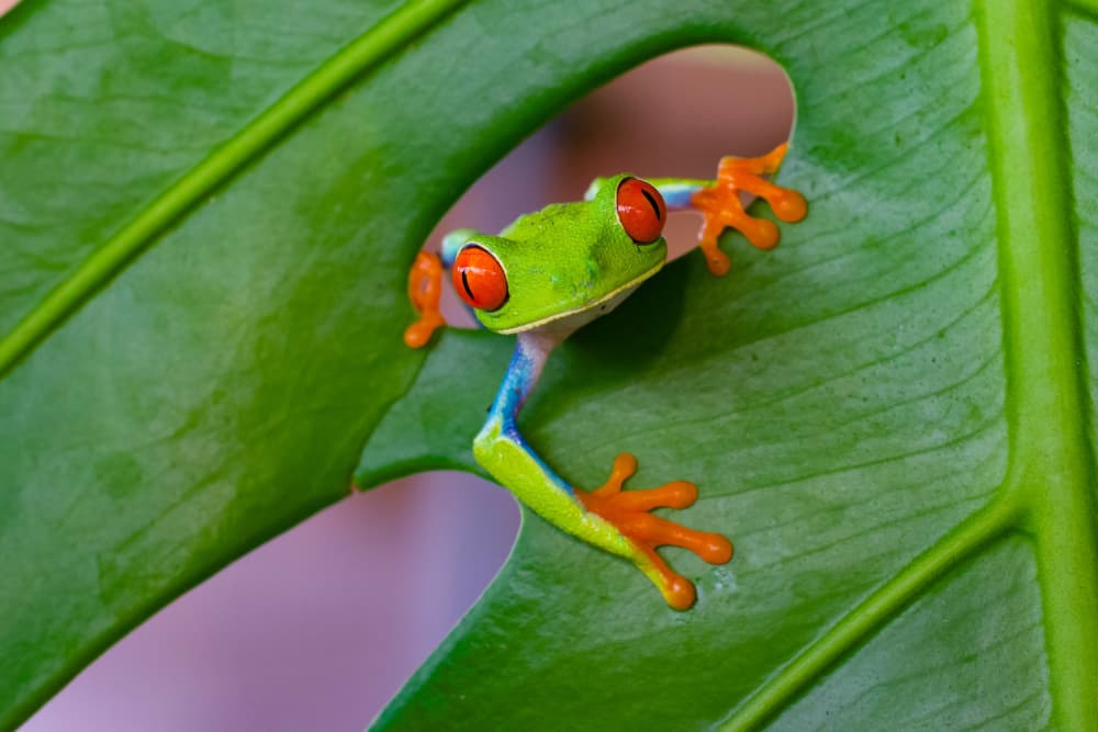 Curious Red-Eyed Tree Frog by David Manusevich — canvas wall art