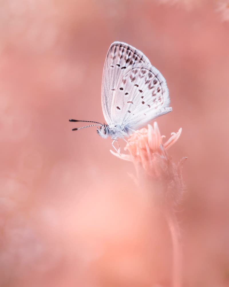 Little Butterfly by Fauzan Maududdin — canvas wall art