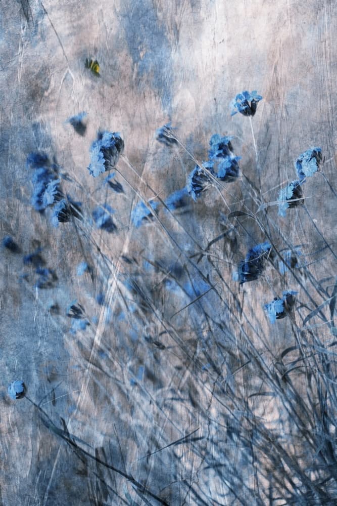 Faded Blue Blooms by Delphine Devos — canvas wall art