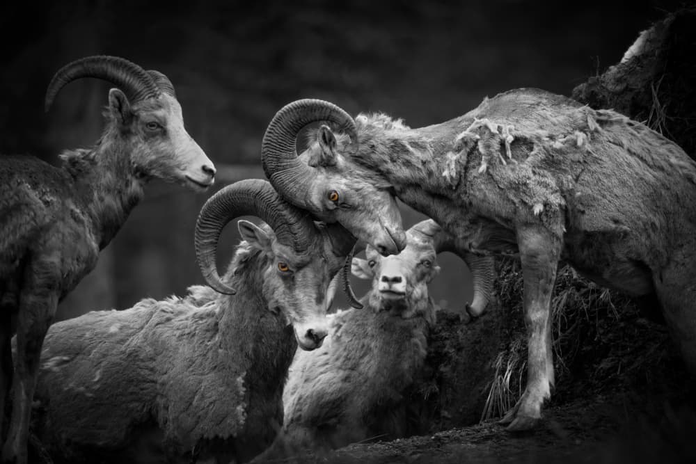 Golden Eyed Bighorn Rams by Alex Zhao — canvas wall art
