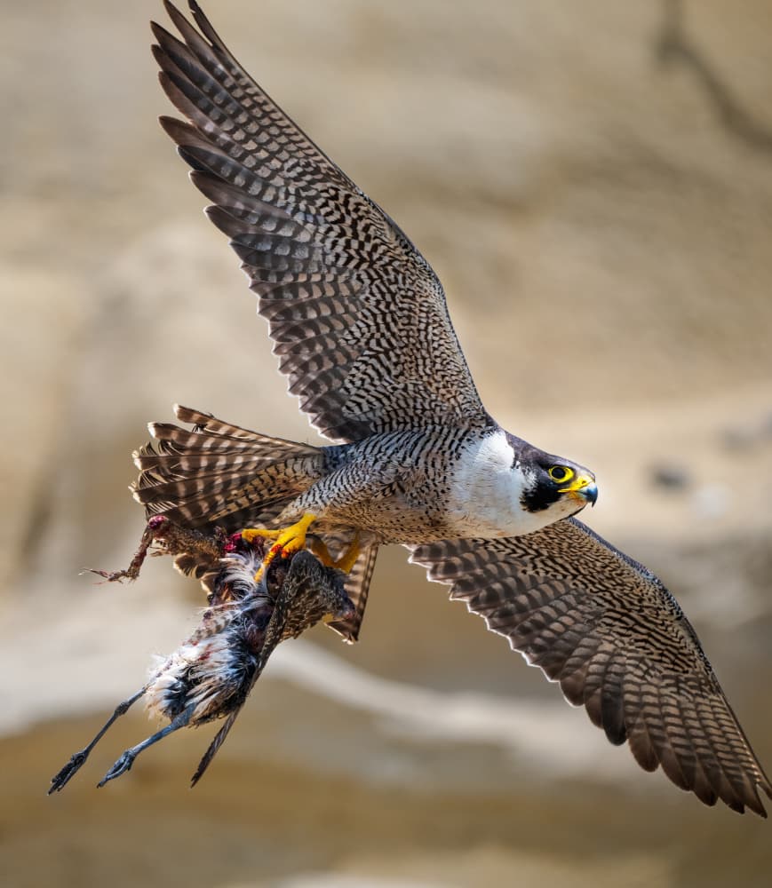 Peregrine Falcon Hunt by Allen SDCA — canvas wall art