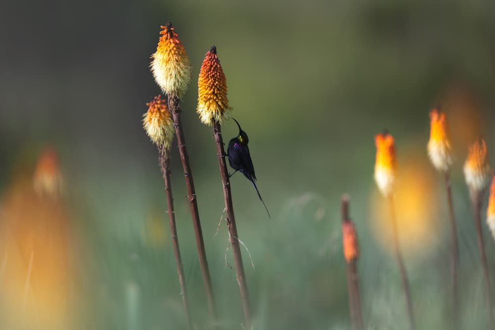 Sunbird on Torch Lily by Roberto Marchegiani — canvas wall art