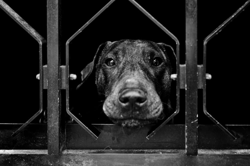 Curious Dog Behind Gate by Carlos Costa — canvas wall art