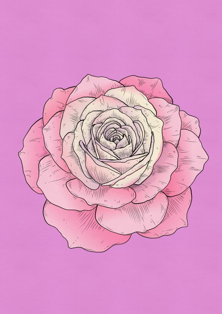 Blushing Rose Flower by Nicholas — canvas wall art