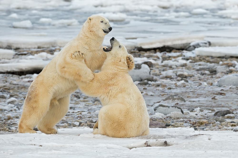 Playful Polar Bears by Marco Pozzi — canvas wall art