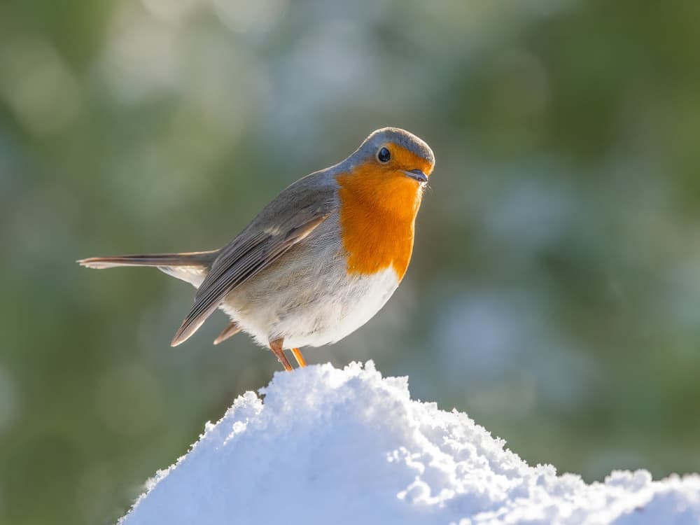 Little Robin in Snow by Annie Keizer — canvas wall art