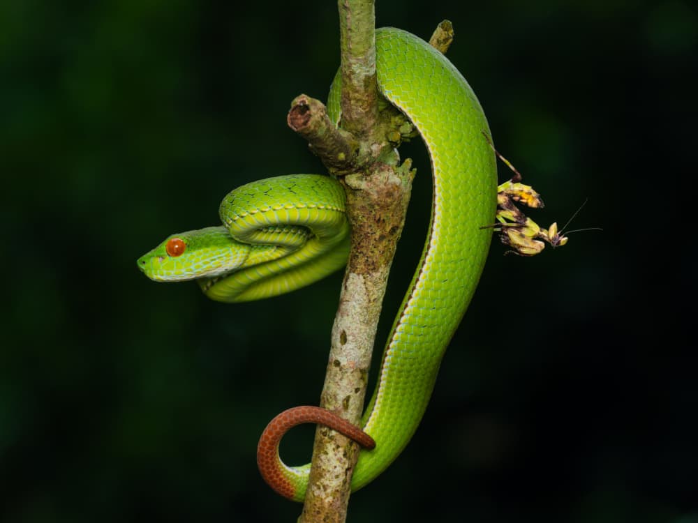 Green Viper Hunts Mantis by HuongHoang — canvas wall art
