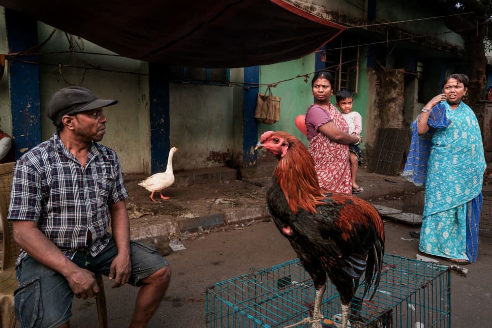 Street Market Rooster by Kuntal Biswas — canvas wall art