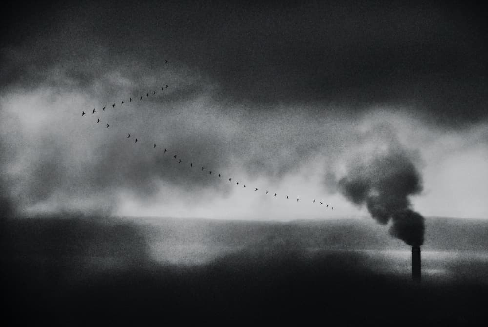 Migration Over Smoke by Nicoleta Gabor — canvas wall art
