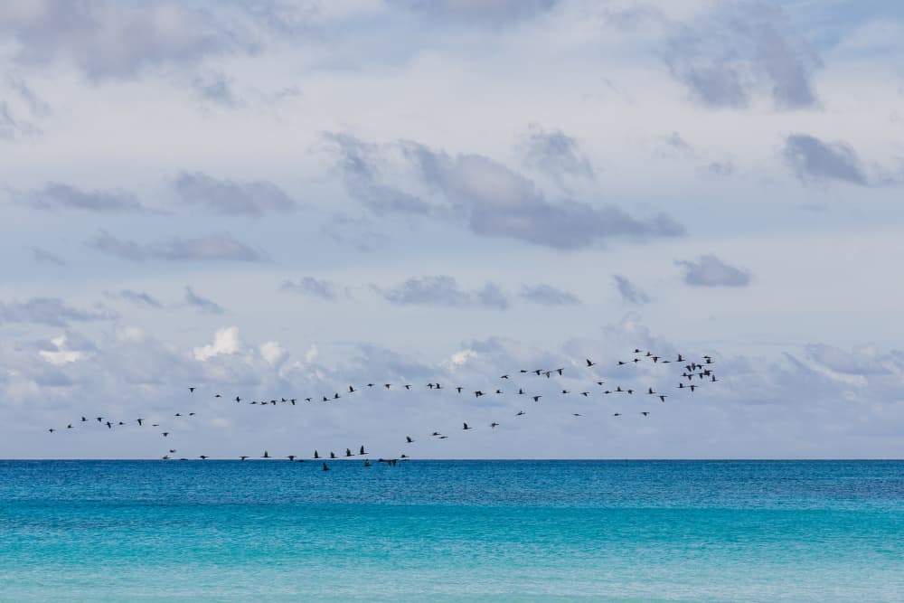 Flying Birds Turquoise Ocean by Photolovers — canvas wall art