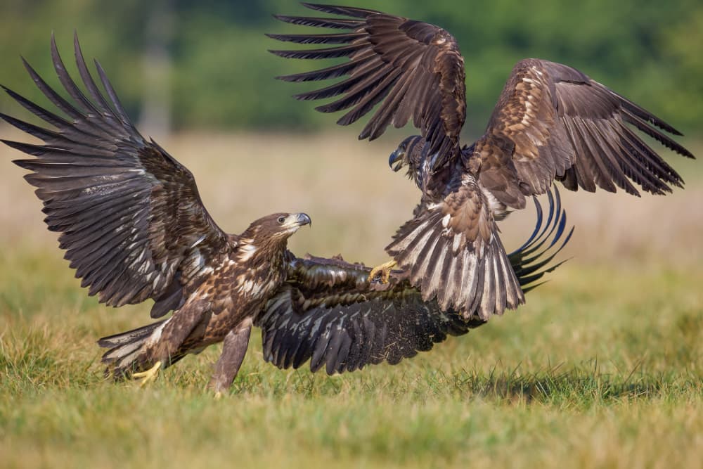Majestic Eagle Clash by David Manusevich — canvas wall art