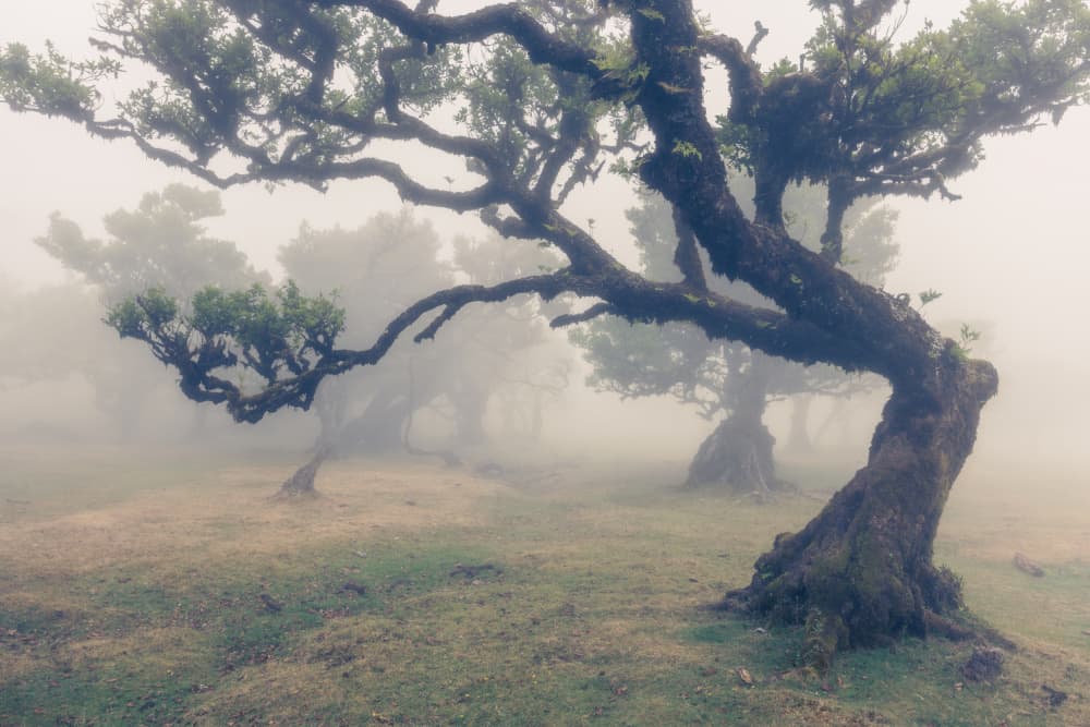 Misty Ancient Forest by Walter Lackner — canvas wall art
