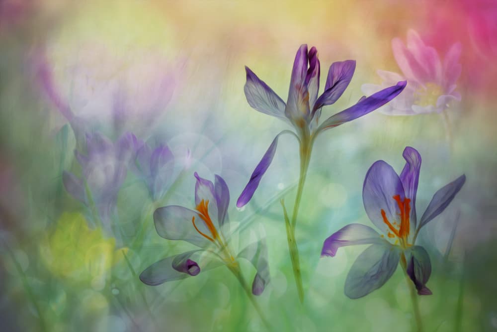 a bouquet of springflowers by Hilda van der Lee — canvas wall art