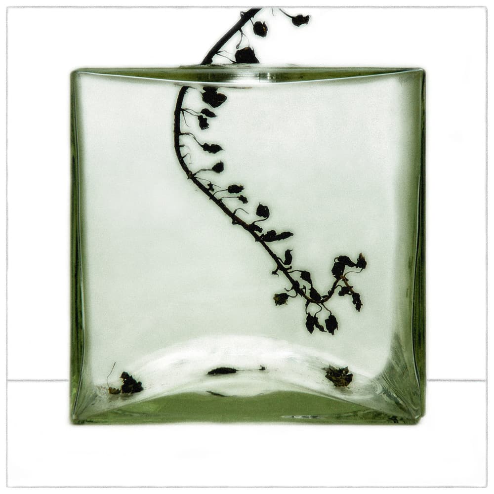 Delicate Branch in Glass by Huib Limberg — canvas wall art