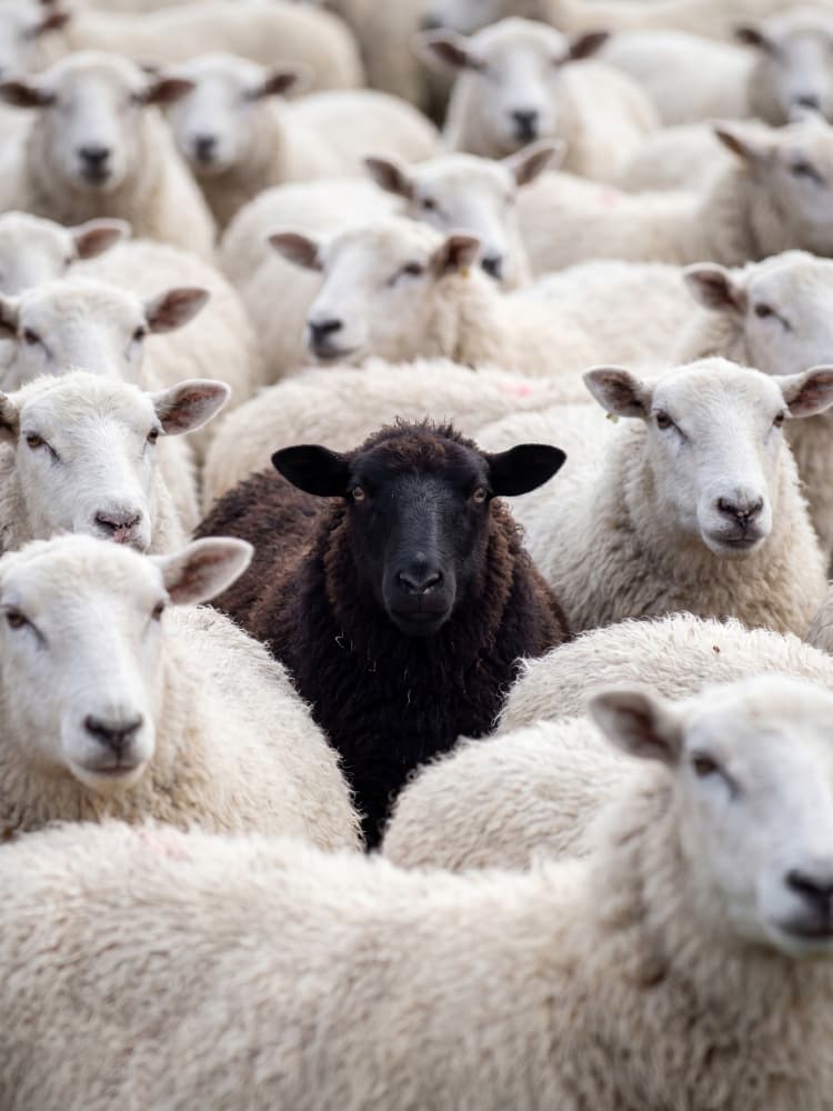 One Black Sheep by Andreas Magnusson — canvas wall art