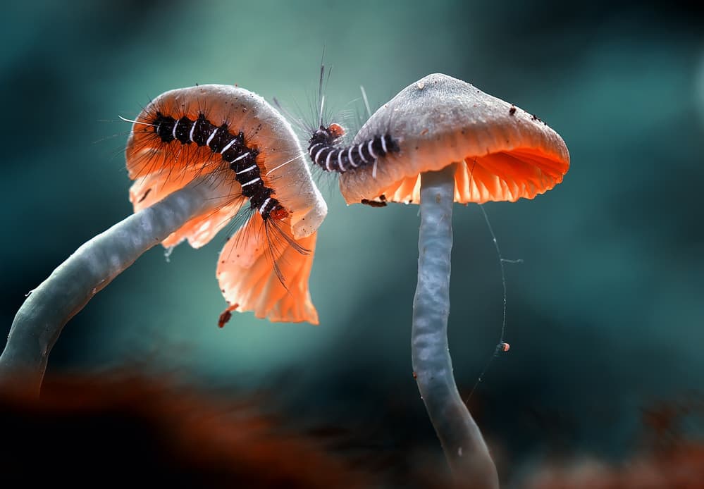 Fuzzy Caterpillars Fungi by Abdul Gapur Dayak — canvas wall art