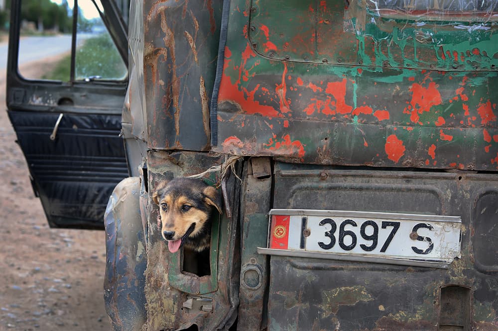 Happy Dog In Truck by Garik — canvas wall art