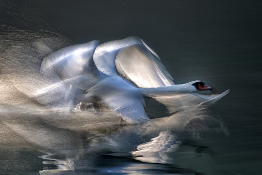 Dynamic Swan Flight by Milan Malovrh — canvas wall art