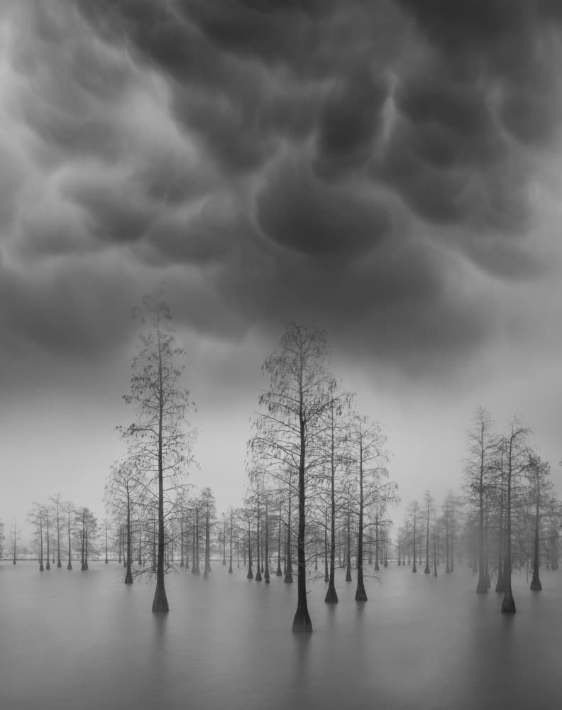 Moody Cypress Wetland by Bingo Z — canvas wall art