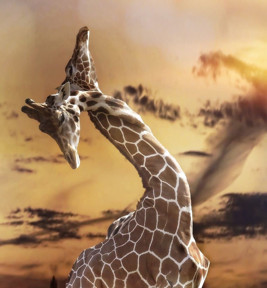 Giraffes Embrace Sunset by Anna Cseresnjes — canvas wall art
