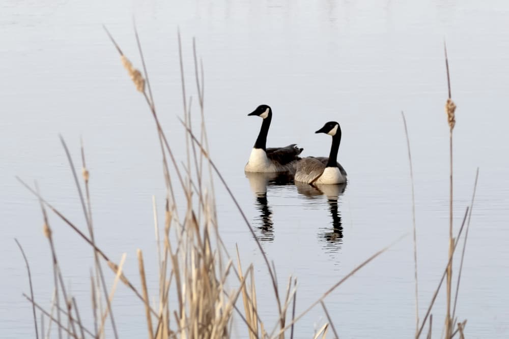 Serene Canada Geese by Stephanie Klatt — canvas wall art